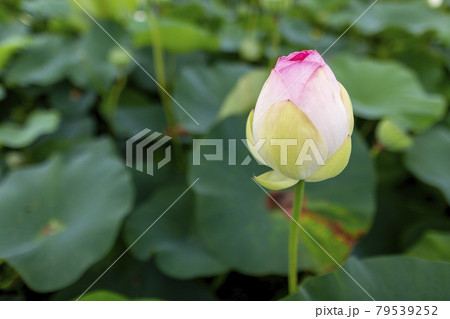 蓮の花 蓮の花 79539252