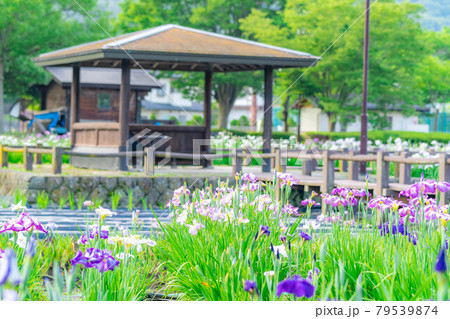アヤメの花　【長野県】 79539874