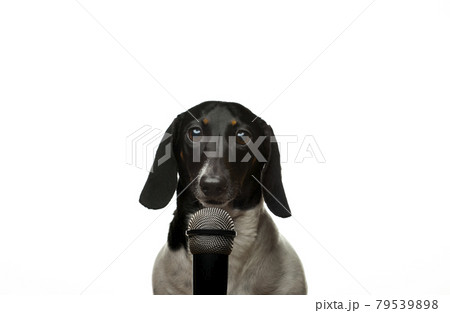 image of dog microphone white background  79539898