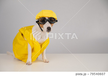 Portrait of jack russell terrier dog in life jacket with diving goggles and pool cap on white background. Portrait of jack russell terrier dog in life jacket with diving goggles and pool cap on white background. 79540607