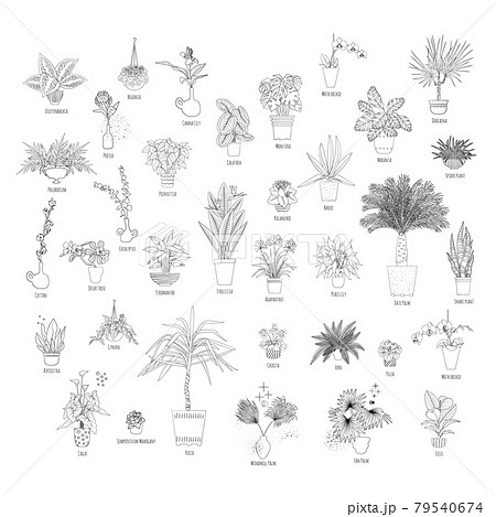 Set of various tropical house plants in planters, with names. Black line art style. 79540674