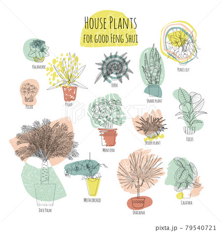 Colorful set of various potted houseplants for good feng shui. Abstract shapes on background 79540721