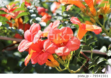 オレンジ色の塊りは沢山の凌霄花の集まり 79541501