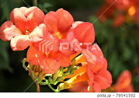 花の形が楽器を連想させるトランペットフラワーの写真素材 花の形が楽器を連想させるトランペットフラワーの写真素材