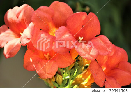 鮮やかなオレンジ色の花が美しい凌霄花 79541503