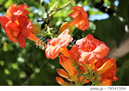 ラッパのような花の形が印象的なノウゼンカズラの花 79541504