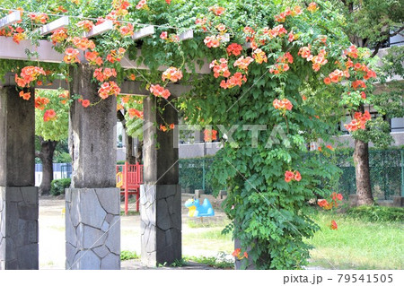 子供達が遊びに来るのを待っている凌霄花 79541505