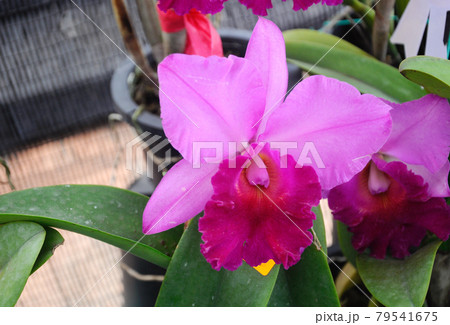 SERDANG, MALAYSIA -DECEMBER 07, 2016: Colorful tropical & exotic orchids flower in plants nursery. 79541675