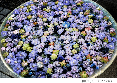 紫の花手水 紫の花手水 79542631