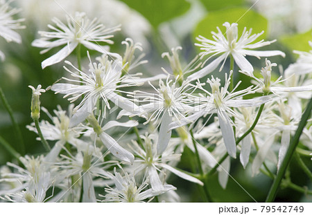 開いた花と がく片と雄しべが落ちた花柱とが同居するセンニンソウ1の写真素材