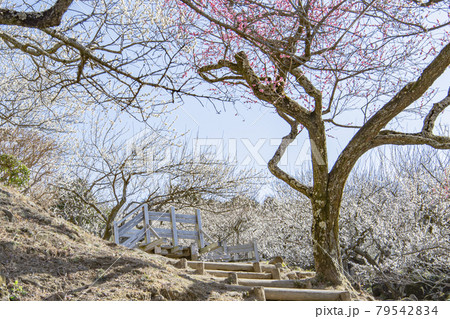 筑波山 梅林 筑波山 梅林 79542834