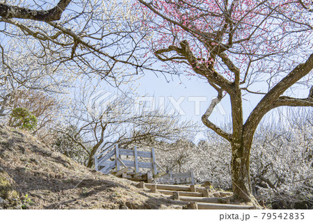 筑波山　梅林 79542835