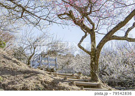 筑波山　梅林 79542836