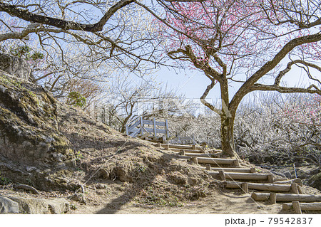 筑波山 梅林 筑波山 梅林 79542837