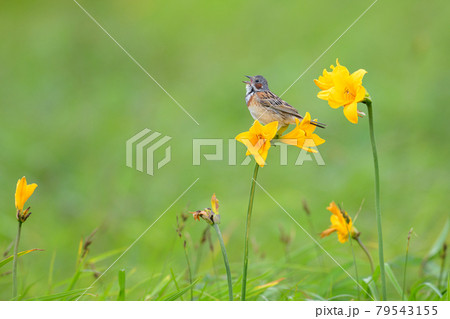 エゾカンゾウで囀るホオアカ 79543155