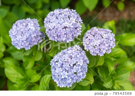 紫色の紫陽花と緑の葉 79543509