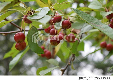 姫リンゴ 79543933