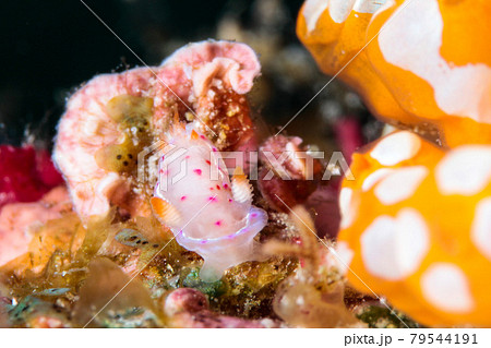 ミカドウミウシ 79544191