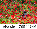 シャーレポピーの真っ赤な花畑と女性 79544946