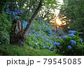 夕日の紫陽花1 79545085