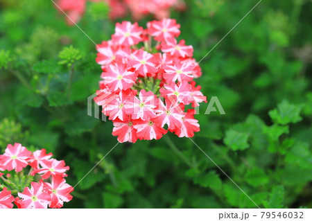 可憐なバーベナ（ヒメビジョサクラ） 79546032