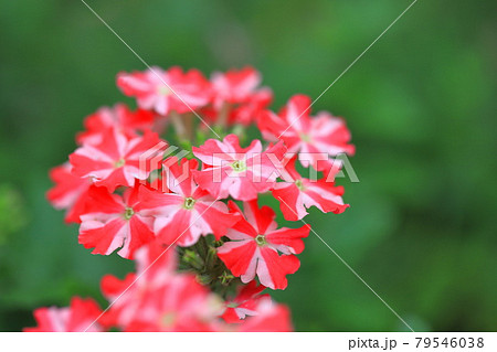 可憐なバーベナ（ヒメビジョサクラ） 79546038