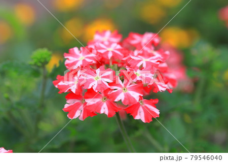 可憐なバーベナ（ヒメビジョサクラ） 79546040