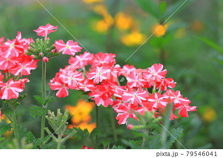 可憐なバーベナ（ヒメビジョサクラ） 79546041