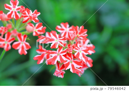 可憐なバーベナ(ヒメビジョサクラ) 可憐なバーベナ(ヒメビジョサクラ) 79546042