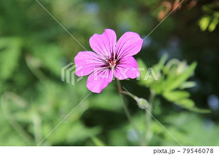 フウロソウ ゲラニウム プシロステモン フウロソウ ゲラニウム プシロステモン 79546078