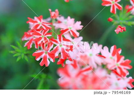 可憐なバーベナ（ヒメビジョサクラ） 79546169