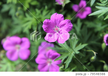 半日陰でも育つ　ゲラニウム　サンギネウム　マックスフライ 79546566