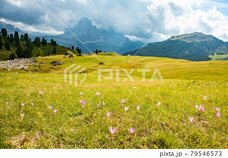 Summer landscape of mount Langkofel, South Tirol, Dolomites mountains, Italy Summer landscape of mount Langkofel, South Tirol, Dolomites mountains, Italy 79546573