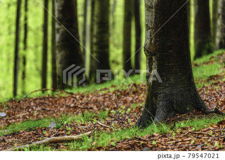 Spring forest Spring forest 79547021