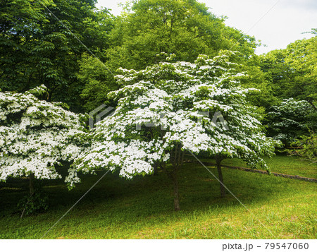 植物　写真　ヤマボウシが咲き競う　白いヤマボウシの花に赤み刺す　雪のようなヤマボウシの花 79547060