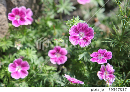ゲラニウム　サンギネウム　エルク　フウロソウ　 79547357