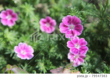 ゲラニウム　サンギネウム　エルク　フウロソウ　 79547363