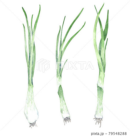 Watercolor collection of green onion Watercolor collection of green onion 79548288
