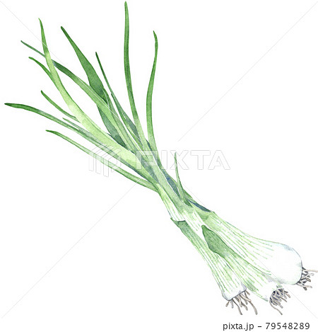 Watercolor bunch of green onion 79548289