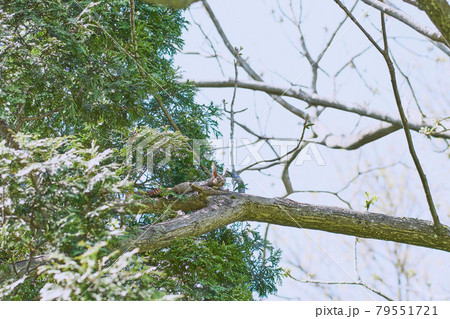 春の朝に木の枝に寝そべるエゾリス 春の朝に木の枝に寝そべるエゾリス 79551721