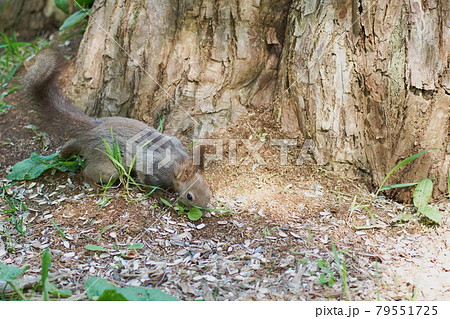 春の朝に地面に降りてエサを食べるエゾリス 春の朝に地面に降りてエサを食べるエゾリス 79551725