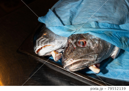 two heads of fresh fish covered with a blue towel to maintain moisture two heads of fresh fish covered with a blue towel to maintain moisture 79552139