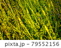 Atmospheric natural background with meadow vegetation in the rays of the rising sun. 79552156