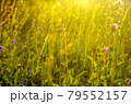Atmospheric natural background with meadow vegetation in the rays of the rising sun. 79552157
