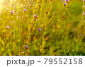 Atmospheric natural background with meadow vegetation in the rays of the rising sun. 79552158