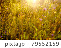 Atmospheric natural background with meadow vegetation in the rays of the rising sun. 79552159