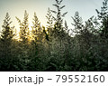 Atmospheric natural background with meadow vegetation in the rays of the rising sun. 79552160