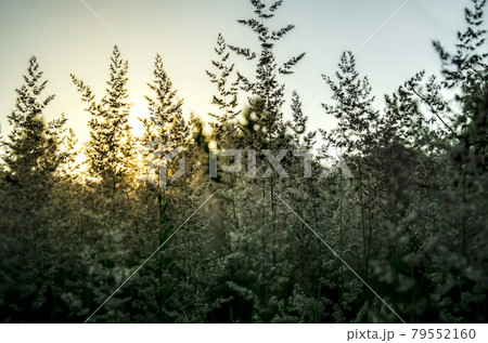Atmospheric natural background with meadow vegetation in the rays of the rising sun. 79552160