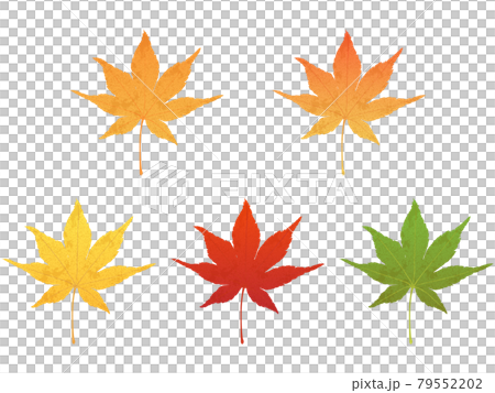 紅葉　秋イメージ素材 79552202