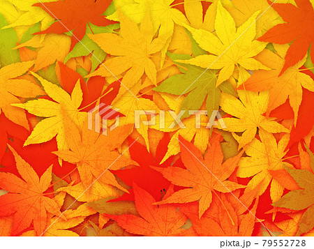 紅葉 秋イメージ素材 紅葉 秋イメージ素材 79552728